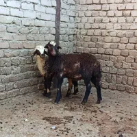 بره نر و ماده