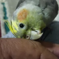 عروس هلندی ماده