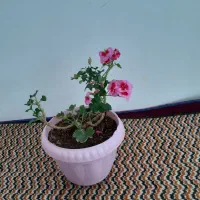گل خانگی|گل و گیاه طبیعی|اردبیل, |دیوار