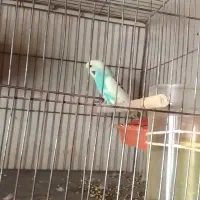 مرغ عشق|پرنده|تبریز, |دیوار