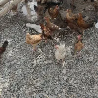 جوجه محلی