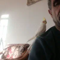 عروس هلندی فروشی شهر مود