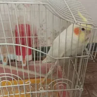 پرنده|پرنده|بندر امام خمینی, |دیوار