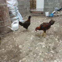 جوجه مرغ لاری