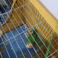 کوتوله برزیلی باهوش نر معاوضه با جوجه عروس هلندی|پرنده|اراک, |دیوار