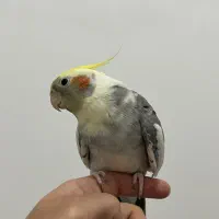 عروس هلندی نر و مست