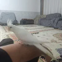عروس هلندی