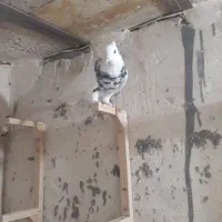 جوجه کربلایی کله سیاه