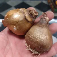 پیاز گل نرگس