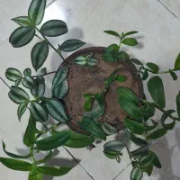 فروش گلها|گل و گیاه طبیعی|مراغه, |دیوار