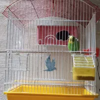 مرغ عشق باقفس