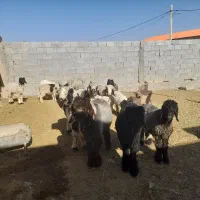 بره نر|حیوانات مزرعه|شیراز, بازار|دیوار
