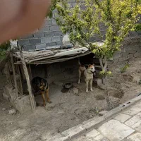 سگ نگهبان