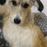 سگ تریر گمشده