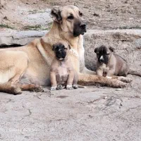 واگذاری سگ سرابی ماده