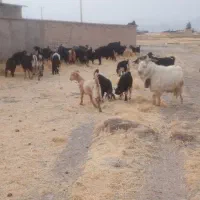 بز داشتی کهر دار