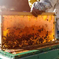 فروش فوری ۱۰۰ کلنی کندو عسل ۸ قاب تا ۱۰ قاب