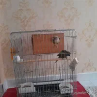 یه جفت گرینچیک مولد