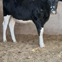 تلیسه گوساله ماده