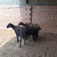 گوسفند بره دارو 3تا بره ماده