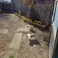 واگذاری سگ پاکوتاه