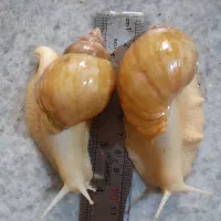 حلزون آچاتینا آلبینو|خزنده|تهران, شهرک محلاتی|دیوار