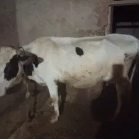 دو عدد گاو هلندی و سیمینتال ب فروش میرسد
