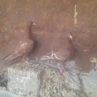 جوجه میولمنز|پرنده|وحدتیه, |دیوار