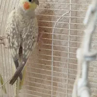 عروس هلندی|پرنده|یزد, |دیوار