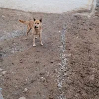 سگ باهوش|سگ|بیرانوند, |دیوار