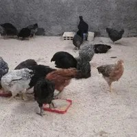29 قطعه نیمچه مرغ جهادی بالای سه ماهه 150|حیوانات مزرعه|اصفهان, حصه شمالی|دیوار