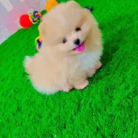 پامرانین خرسی|سگ|رشت, گلسار|دیوار