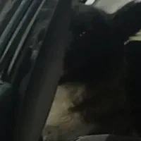 سگ ماده اشپیز