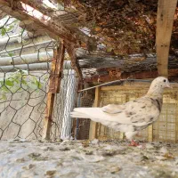 کبوتردم سفید|پرنده|تاکستان, |دیوار