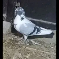 کفتر ابلغ گم شده