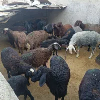 ۲۰ راس مناسب پروار بره فروشی