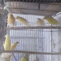 قناری.طوطی عروس.