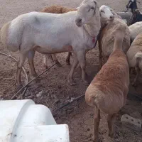 فروش قوچ عربه