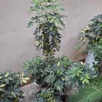 دوتا گل سیکاس شفرا