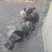 بوقلمون فروشی