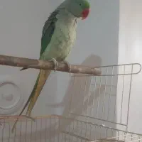 جوجه شاه طوطی نر