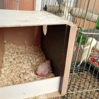 فروش عروس هلندی مولد