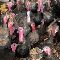 بوقلمون برنز سینه پهن طبیعی