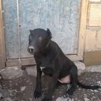 توله سه ماهه پیتبول|سگ|مریوان, |دیوار