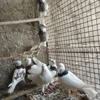 گمشده