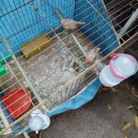 فنج اورنج فروشی