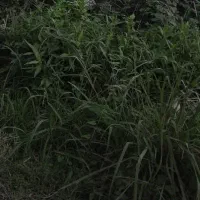 زمین-صد-متری-ولکس