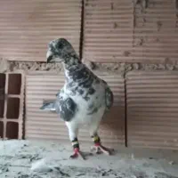 کبوتر