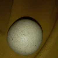 الماس اسیاب