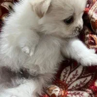 پامر اشپیتز|سگ|یاسوج, |دیوار